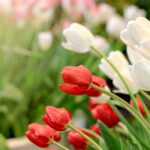 دانلود عکس گل زنبق پرتقال در ساسکس