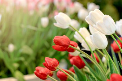 دانلود عکس شکوفه گل لاله قرمز و سفید در باغ بهار