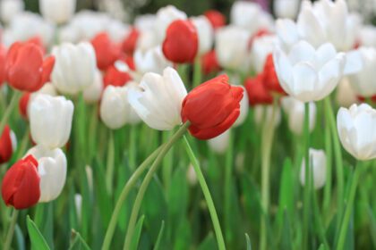 دانلود عکس شکوفه گل لاله قرمز و سفید در باغ بهار