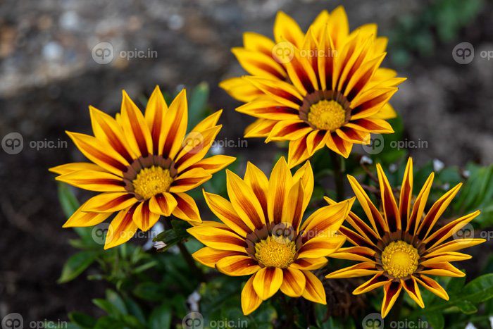 دانلود عکس گل گزانیای قرمز و زرد در باغ انگلیسی