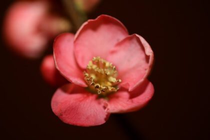 دانلود عکس شکوفه گل قرمز از نزدیک خانواده chaenomeles speciosa