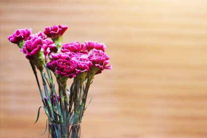 دانلود عکس گل ژربرا قرمز یا گل دیزی باربرتون در گلدان سرامیکی سفید