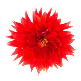 دانلود عکس گل کوکب لوکس قرمز جدا شده در پس زمینه سفید