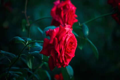 دانلود عکس گل رز قرمز در باغ تابستانی یکی از بهترین ها