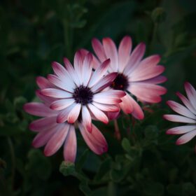 دانلود عکس گل های صورتی عاشقانه در باغ در فصل بهار