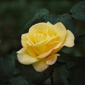 دانلود عکس گل رز زرد عاشقانه برای روز ولنتاین