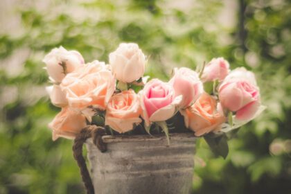 دانلود عکس گل رز در باغ تابستانی رشد گل رز صورتی