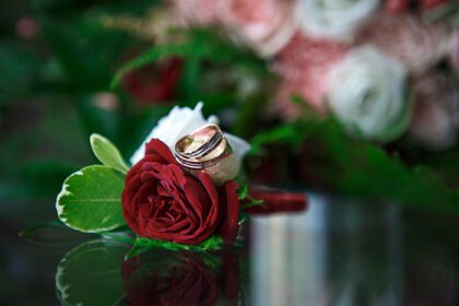 دانلود عکس گل رز حلقه عروسی عشق ازدواج قرمز طلا