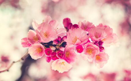دانلود عکس شکوفه های گیلاس ساکورا در گل های صورتی زیبای بهاری