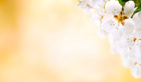 دانلود عکس شکوفه گل ساکورا بدون فوکوس و تصویر تار برای