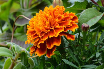 دانلود عکس فوکوس انتخابی از گیاه گل همیشه بهار پرتقال