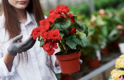 دانلود عکس دختر گیاهی با دستکش در دستانش که گلدان را نگه داشته است