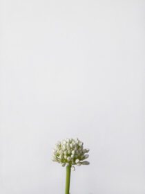 دانلود عکس تک گل پیاز سفید با زمینه سفید