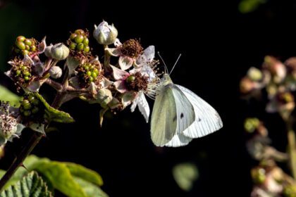 دانلود عکس پروانه سفید کلم کوچک در حال تغذیه از گل شاه توت