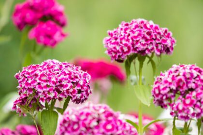 دانلود عکس گل های بنفش کوچک iberis چتر تابستانی در باغ