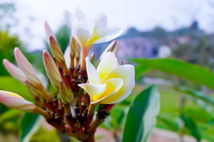 دانلود عکس سونچامپا یا چمپک گل در پارک چمپا لائو