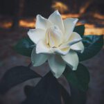 سبد خرید و پرداخت
