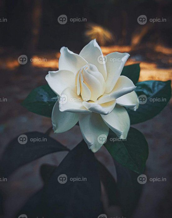 دانلود عکس گل بهار شکوفه