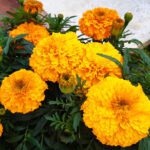 سبد خرید و پرداخت