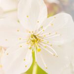 دانلود عکس بسیاری از شاه بلوط های مفید به عنوان پس زمینه غذا