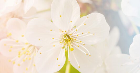 دانلود عکس درختان گل بهار در باغ عکس از نزدیک
