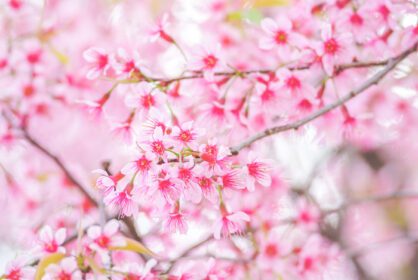 دانلود عکس بهار با شکوفه های گیلاس زیبای صورتی ساکورا