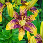 سبد خرید و پرداخت