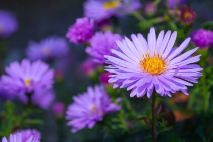 دانلود عکس گل های تابستانی در باغ ستاره کوچک بنفش از نزدیک