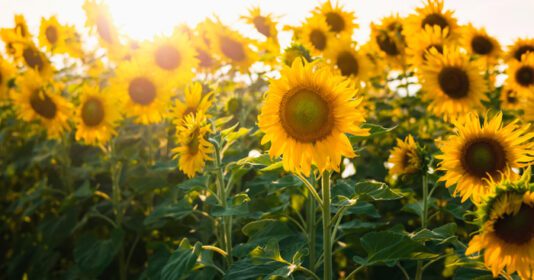 دانلود عکس گل خورشید با آفتاب در باغچه