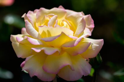دانلود عکس گل رز زرد صورتی روشن از آفتاب در باغ انگلیسی