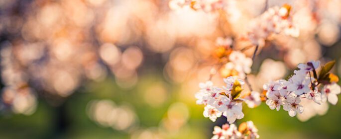 دانلود عکس غروب آفتاب بر روی گیلاس شکوفه در پس زمینه عشق تار در