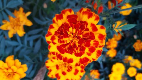 دانلود عکس tagetes erecta گل همیشه بهار آزتک گل همیشه بهار مکزیکی بزرگ