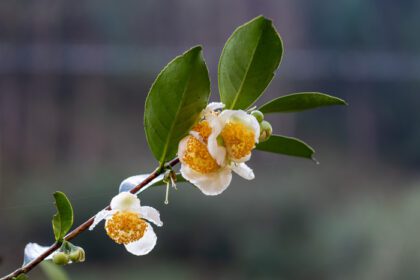 دانلود عکس گل درخت چای در گلبرگ باران با قطرات باران