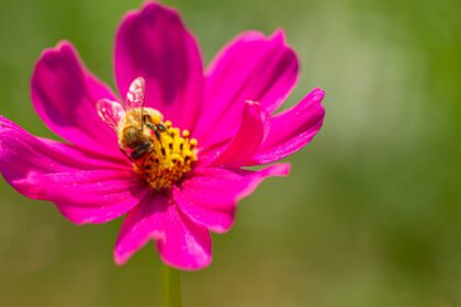 دانلود عکس زنبور عسل در حال جستجوی شهد روی گل‌ها است
