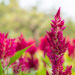 سبد خرید و پرداخت