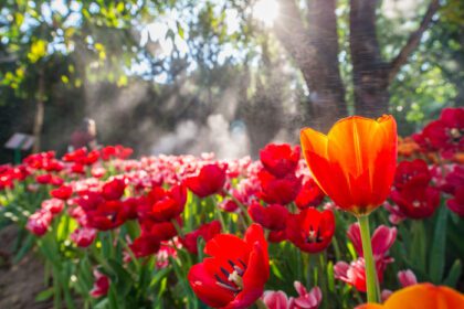 دانلود عکس مزرعه گل لاله در باغ با نور آفتاب صبحگاهی