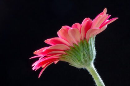 دانلود عکس قسمت زیرین گل ژربرا صورتی پر جنب و جوش