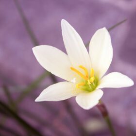 دانلود عکس گل های کروکوس سفید ریز در باغ