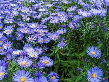دانلود عکس نمای بالای علفزار با گلهای آبی زیبا