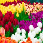 سبد خرید و پرداخت