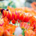 سبد خرید و پرداخت