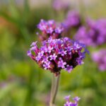 دانلود عکس مسیرهای نور از منظره شهری شب هنگ کنگ