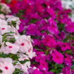 دانلود رشته طلای گندم در برابر آسمان آبی
