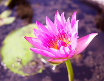 دانلود عکس گل نیلوفر آبی بنفشه در استخر
