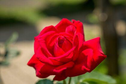دانلود عکس گل رز قرمز زنده از نزدیک در پس زمینه سبز طبیعی
