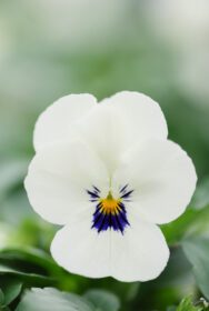 دانلود عکس پانسی گل سفید و مشکی کلوزآپ گل پانسی رنگارنگ