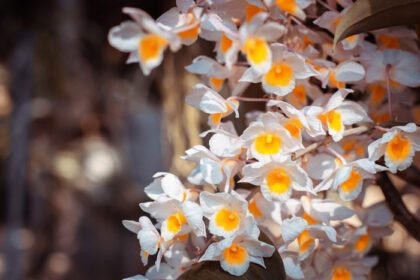 دانلود عکس گل ارکیده سفید و زرد روی برگ و گل تار