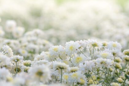 دانلود عکس گل های داوودی سفید گل های داوودی در باغ