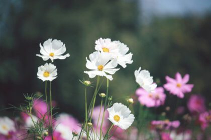 دانلود عکس گل کیهان سفید شکوفه میدان گل کیهانی صورتی