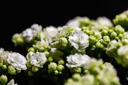دانلود عکس گل سفید در باغچه گیاه گیاهی و سبزی